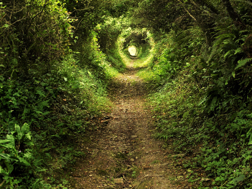 Jäger findet geheimen Zugang im Wald Erstaunlich wohin dieser führt